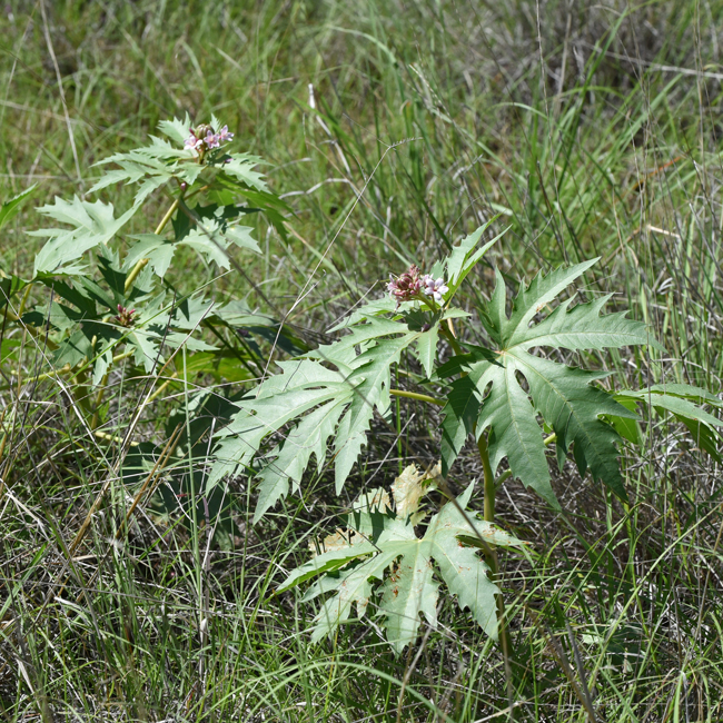 Ragged Nettlespurge is found on hillsides, mesas, sandy washes, grassland and plains from Upper Sonoran Desert through Chaparral and Oak-Woodland communities. Jatropha macrorhiza 